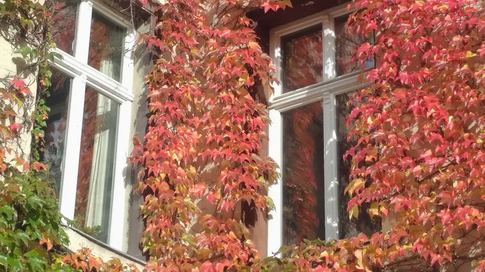 Fenster mit Herbstlaub © Gudrun Reuschel